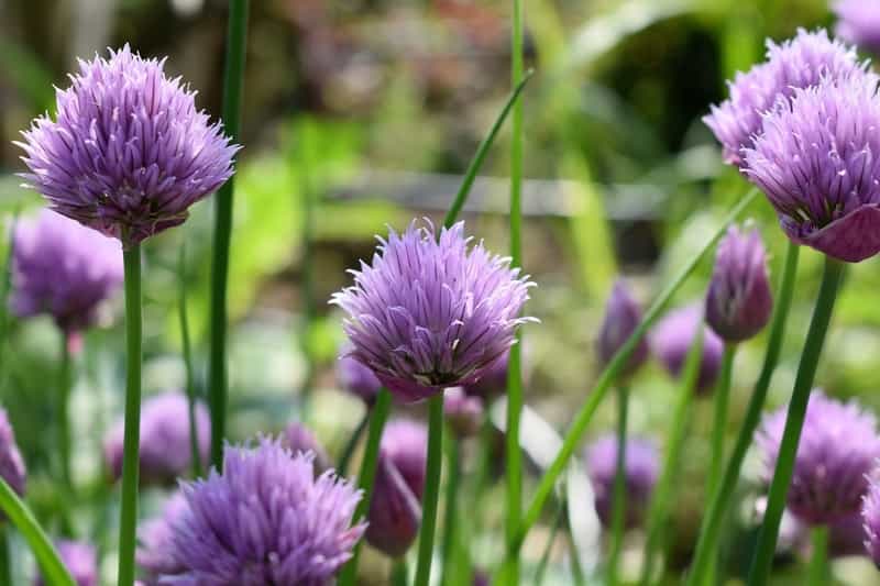purple herbs